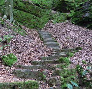 Treppenweg (©Vernetzungsstelle Sachsen/SLfG) (©Vernetzungsstelle Sachsen/SLfG)