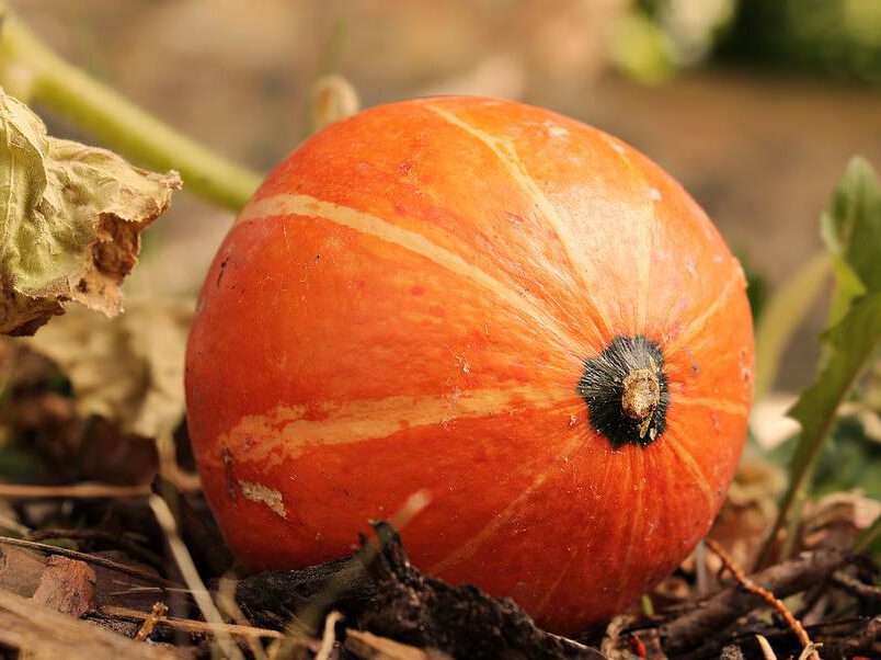 Hokkaido einmal anders – Herbstliches Kürbisbrot selber backen ...