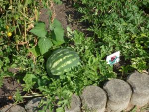 Melonenanbau © SLfG Melonenanbau © SLfG