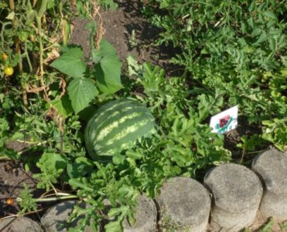 Melonenanbau © SLfG Melonenanbau © SLfG